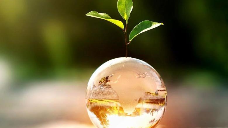 A tree starting to grow from a glass globe